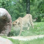 Cheetah