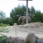 Elephant