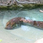 Hippo