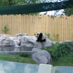 Panda1