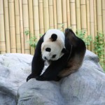 Panda2