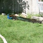 Peacock