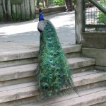 Peacock2