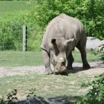 Rhino1