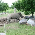 Rhino2