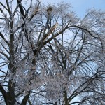 IMG_4555