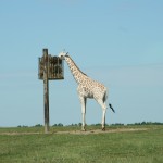 IMG_4676