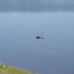 IMG_4767